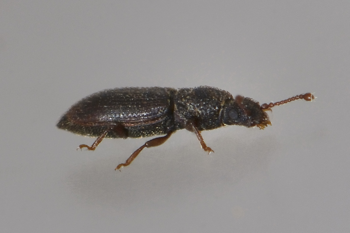 Monotoma sp. - Monotomidae